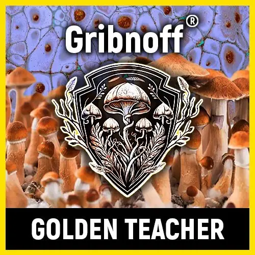 GOLDEN TEACHER ГРИБЫ