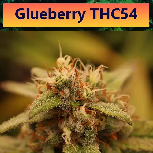 Glueberry THC54