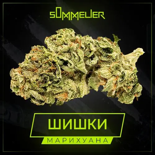 🌲 Шишки [SUPER BUD]